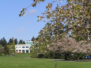 Blooming cherry tree and Cannell Library