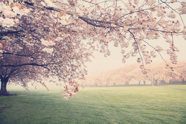 Shirofugen Cherry Trees on Clark College Campus