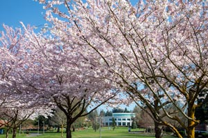 A view of the cherry blossoms on Clark College campus