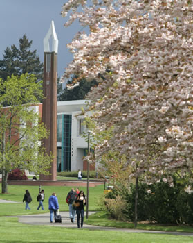 Cherry trees near the Chime Tower