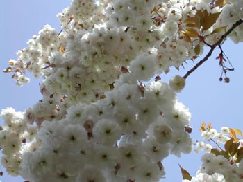 Cherry blossom branches